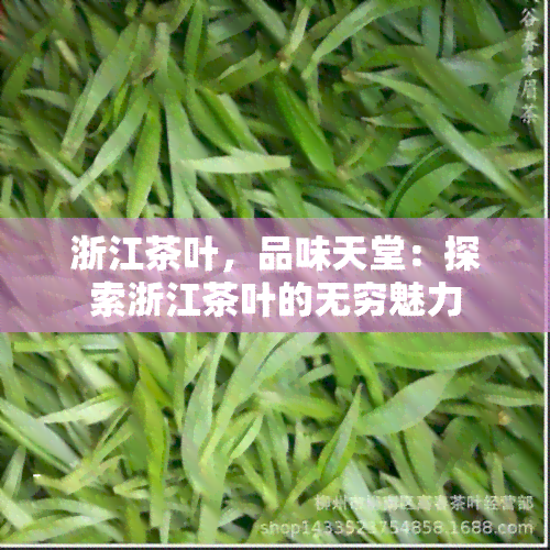 浙江茶叶，品味天堂：探索浙江茶叶的无穷魅力