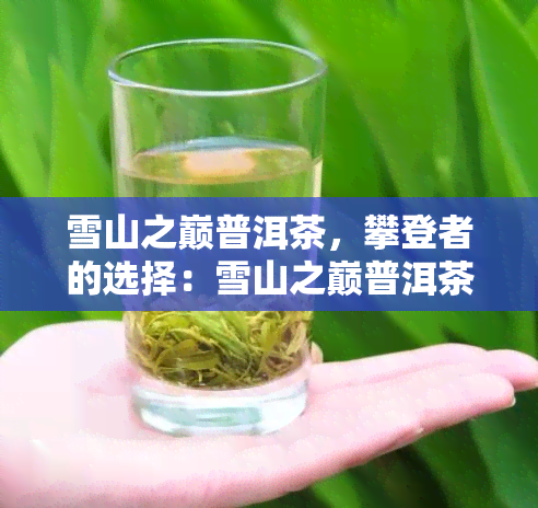 雪山之巅普洱茶，攀登者的选择：雪山之巅普洱茶的魅力与故事