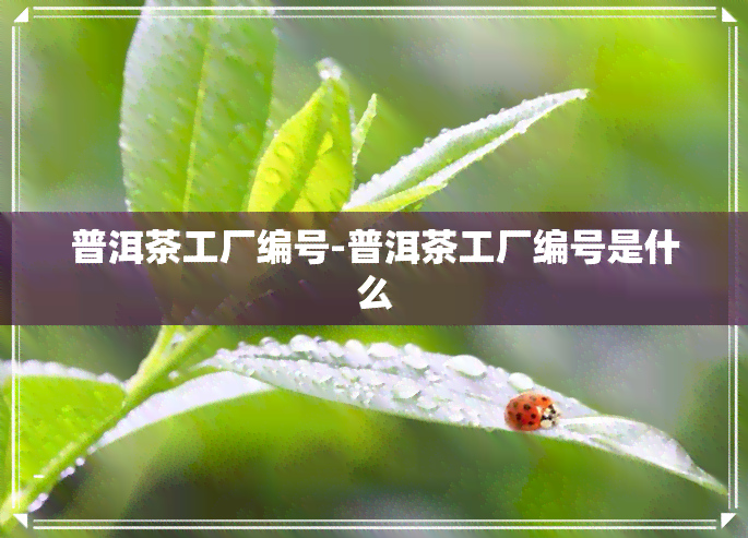 普洱茶工厂编号-普洱茶工厂编号是什么