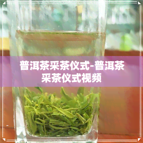 普洱茶采茶仪式-普洱茶采茶仪式视频