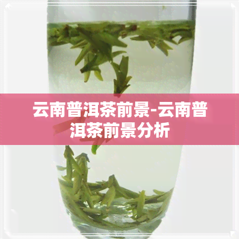 云南普洱茶前景-云南普洱茶前景分析