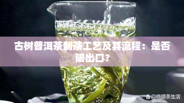 古树普洱茶制茶工艺及其流程：是否限出口？