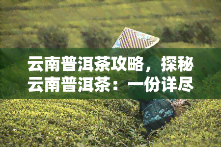 云南普洱茶攻略，探秘云南普洱茶：一份详尽的茶叶攻略