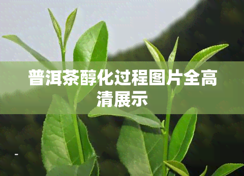 普洱茶醇化过程图片全高清展示