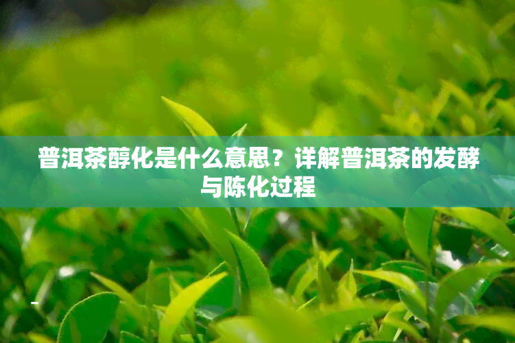 普洱茶醇化是什么意思？详解普洱茶的发酵与陈化过程