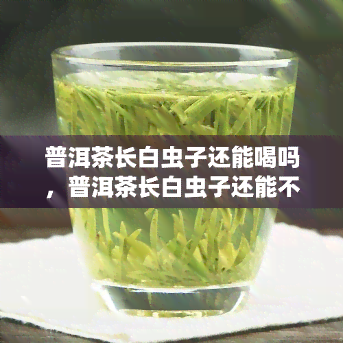 普洱茶长白虫子还能喝吗，普洱茶长白虫子还能不能喝？专家为你解答