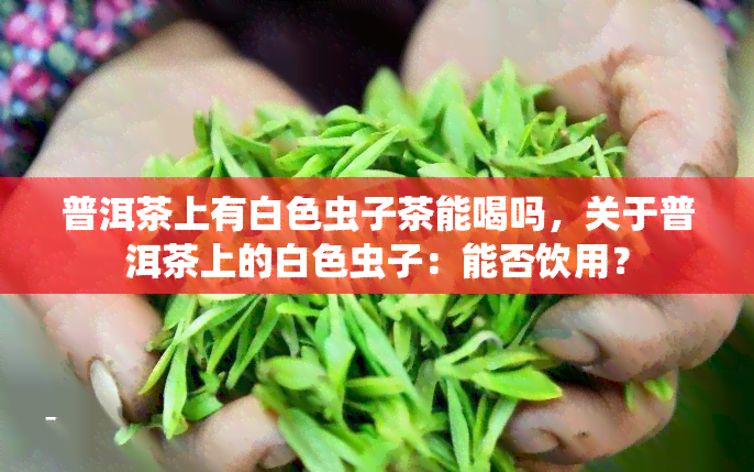 普洱茶上有白色虫子茶能喝吗，关于普洱茶上的白色虫子：能否饮用？