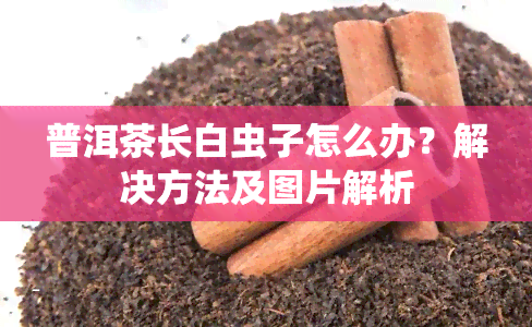 普洱茶长白虫子怎么办？解决方法及图片解析