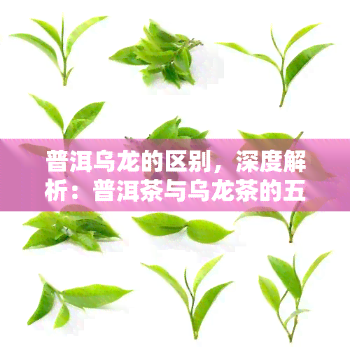 普洱乌龙的区别，深度解析：普洱茶与乌龙茶的五大区别