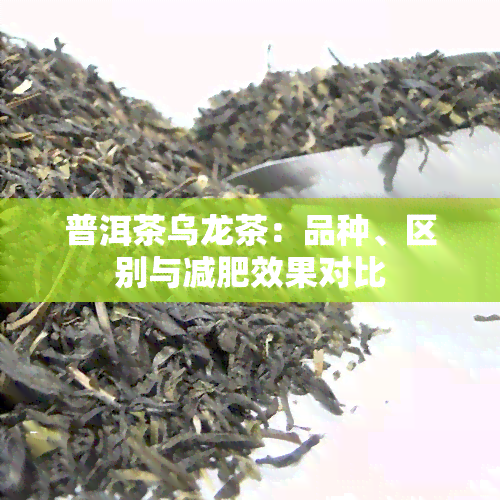 普洱茶乌龙茶：品种、区别与减肥效果对比