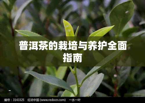 普洱茶的栽培与养护全面指南