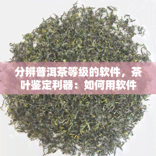 分辨普洱茶等级的软件，茶叶鉴定利器：如何用软件分辨普洱茶等级？