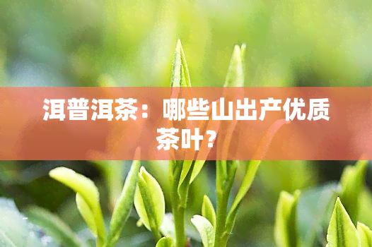 洱普洱茶：哪些山出产优质茶叶？