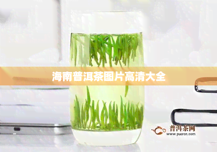 海南普洱茶图片高清大全