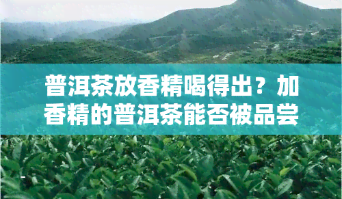 普洱茶放香精喝得出？加香精的普洱茶能否被品尝出香味？