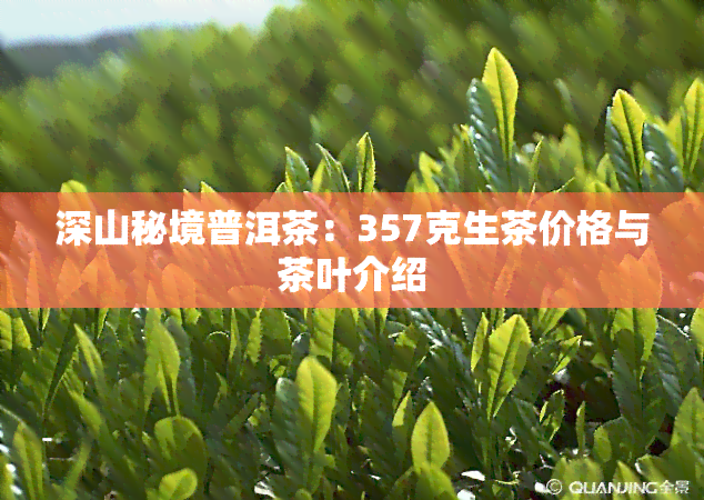 深山秘境普洱茶：357克生茶价格与茶叶介绍