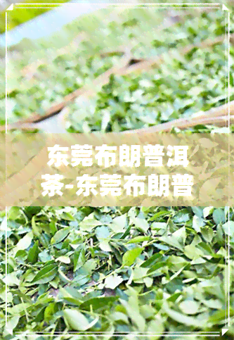 东莞布朗普洱茶-东莞布朗普洱茶价格表