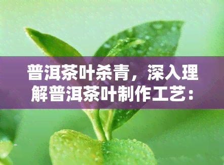 普洱茶叶杀青，深入理解普洱茶叶制作工艺：杀青过程解析