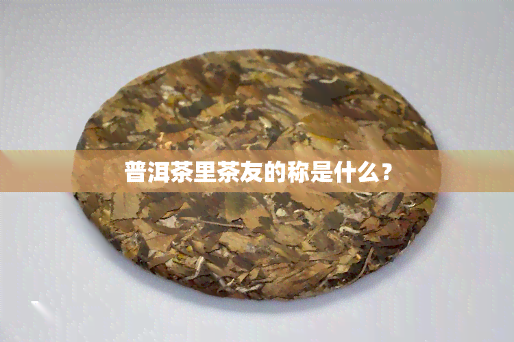 普洱茶里茶友的称是什么？