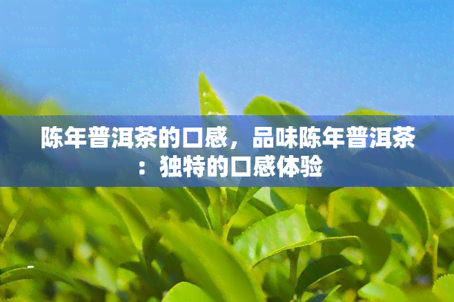 陈年普洱茶的口感，品味陈年普洱茶：独特的口感体验