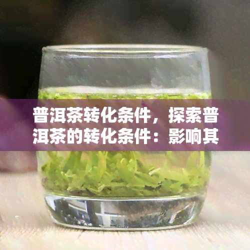 普洱茶转化条件，探索普洱茶的转化条件：影响其口感和品质的关键因素