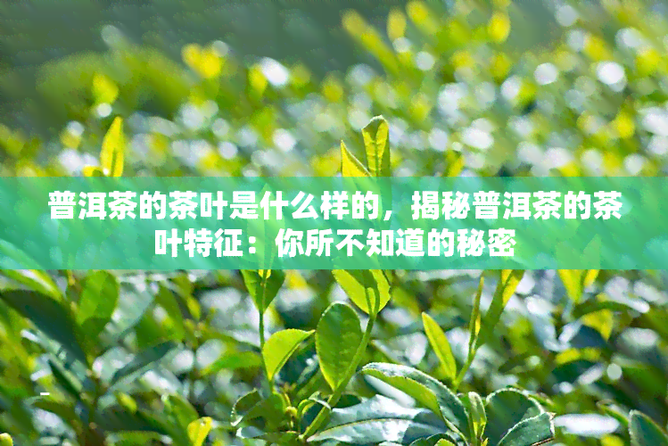 普洱茶的茶叶是什么样的，揭秘普洱茶的茶叶特征：你所不知道的秘密