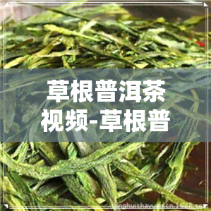 草根普洱茶视频-草根普洱茶视频大全