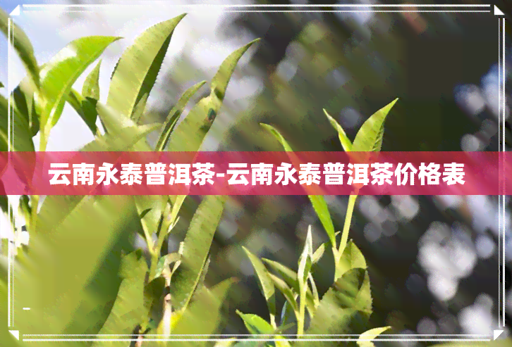 云南永泰普洱茶-云南永泰普洱茶价格表