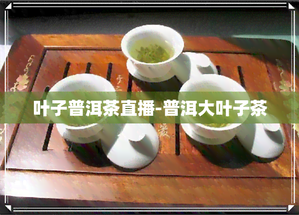 叶子普洱茶直播-普洱大叶子茶