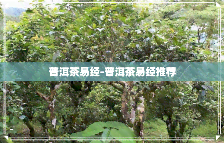 普洱茶易经-普洱茶易经推荐