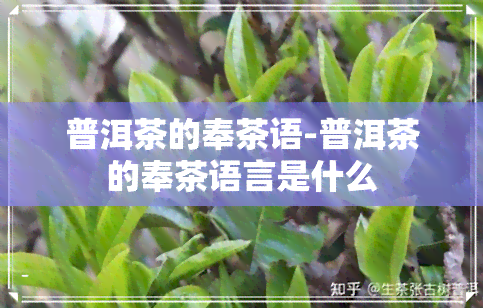 普洱茶的奉茶语-普洱茶的奉茶语言是什么