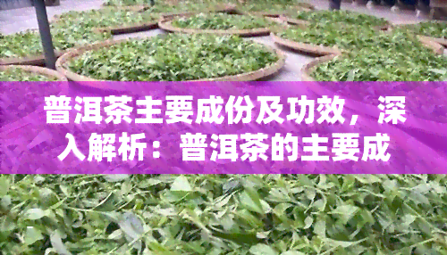 普洱茶主要成份及功效，深入解析：普洱茶的主要成分及其神奇功效