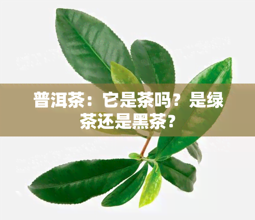 普洱茶：它是茶吗？是绿茶还是黑茶？