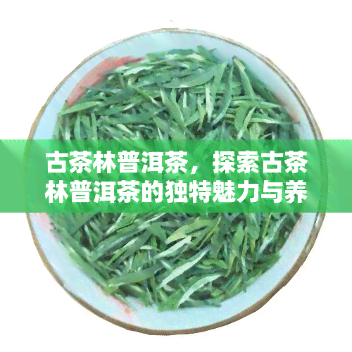 古茶林普洱茶，探索古茶林普洱茶的独特魅力与养生功效