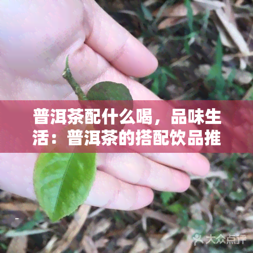 普洱茶配什么喝，品味生活：普洱茶的搭配饮品推荐