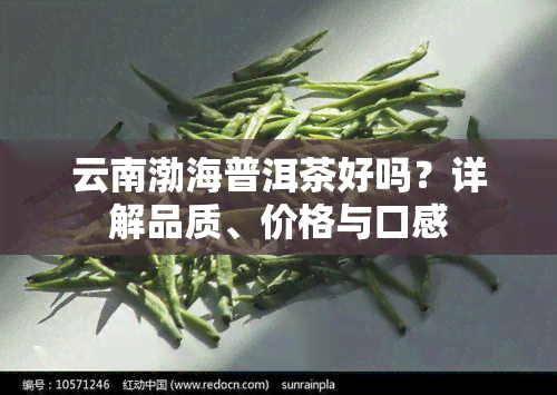 云南渤海普洱茶好吗？详解品质、价格与口感