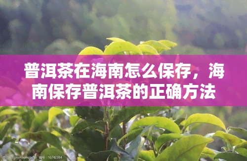 普洱茶在海南怎么保存，海南保存普洱茶的正确方法