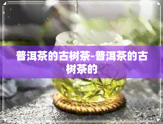 普洱茶的古树茶-普洱茶的古树茶的