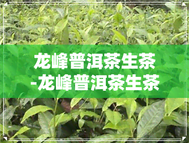 龙峰普洱茶生茶-龙峰普洱茶生茶还是熟茶