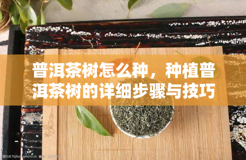 普洱茶树怎么种，种植普洱茶树的详细步骤与技巧