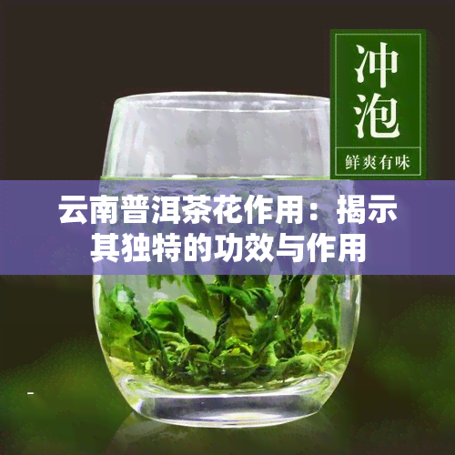 云南普洱茶花作用：揭示其独特的功效与作用