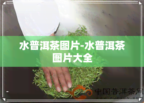 水普洱茶图片-水普洱茶图片大全