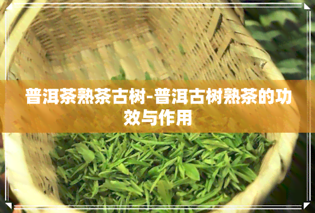 普洱茶熟茶古树-普洱古树熟茶的功效与作用