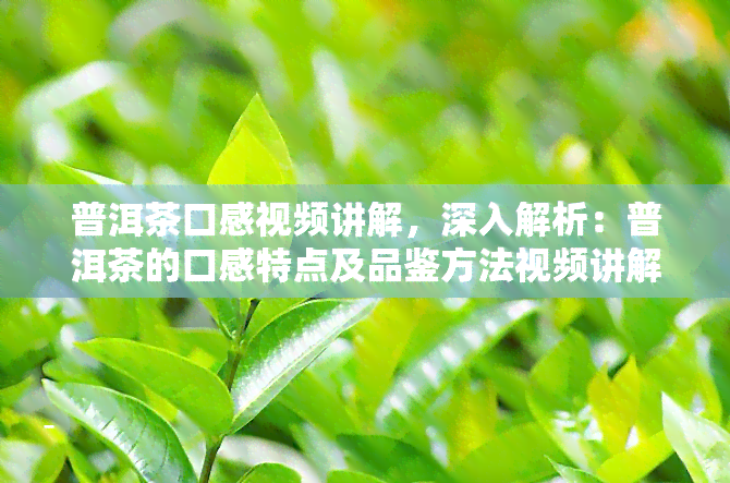 普洱茶口感视频讲解，深入解析：普洱茶的口感特点及品鉴方法视频讲解