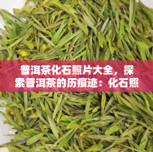 普洱茶化石照片大全，探索普洱茶的历痕迹：化石照片大全