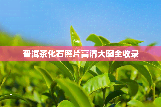 普洱茶化石照片高清大图全收录