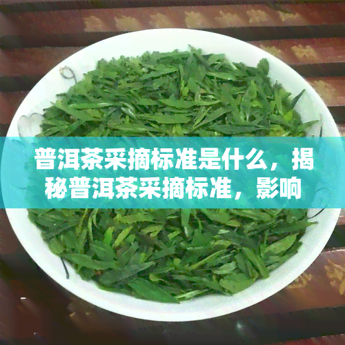 普洱茶采摘标准是什么，揭秘普洱茶采摘标准，影响茶叶品质的关键因素