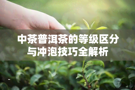 中茶普洱茶的等级区分与冲泡技巧全解析