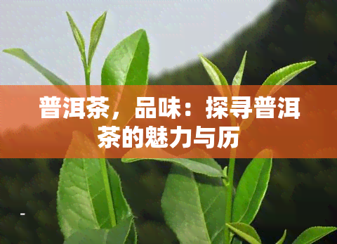 普洱茶，品味：探寻普洱茶的魅力与历