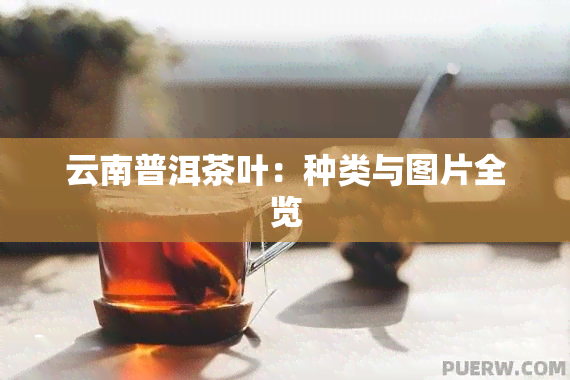 云南普洱茶叶：种类与图片全览